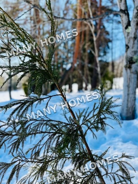 Snow resting on evergreen branches.