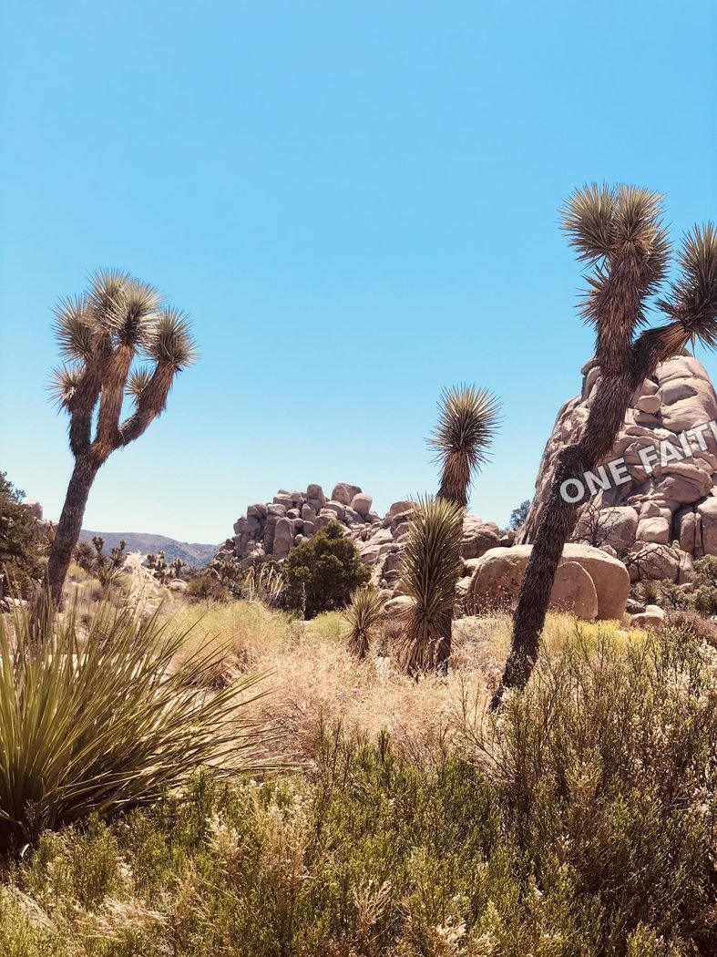 Joshua trees rising from the desert.