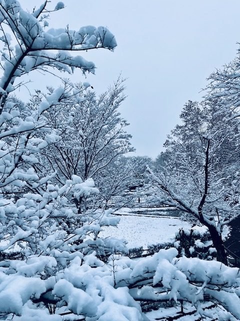 A quiet landscape covered in fresh snow.