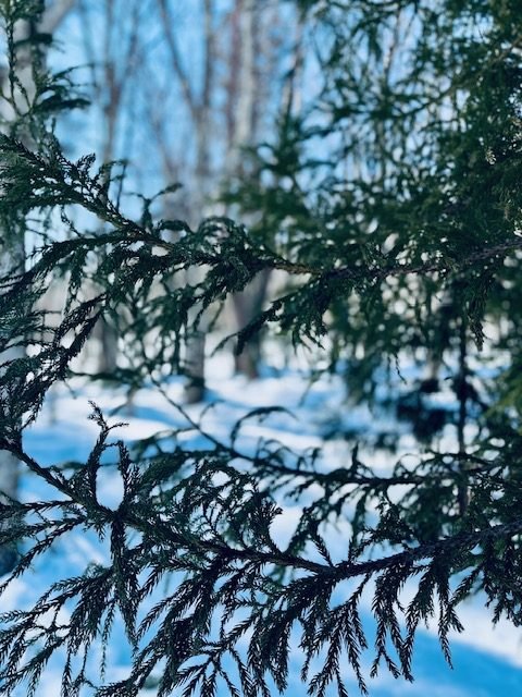 Snow-covered evergreen branches against the sky.