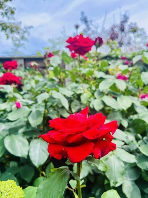 Red roses blooming in a sunlit garden.